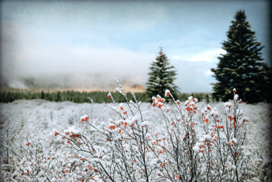 Screen Shot 2017-12-24 at 2.22.17 PM